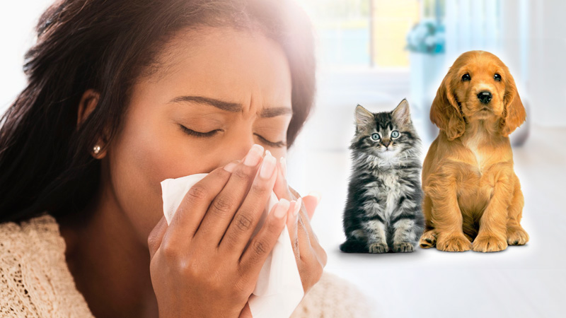 Instrucciones Para Los Pacientes Con Alergia A Animales